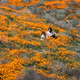 Image for article titled California’s colorful super blooms, in pictures